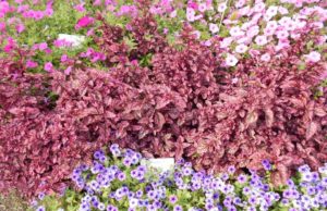 2017 Cornell University Field Trials