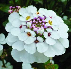 2017 D.S. Cole Growers Field Trials