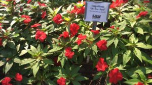 Louisiana State University to Host Annual Nursery Field Day at Hammond Research Station