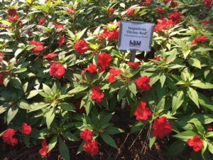 2017 Louisiana State University Field Trials