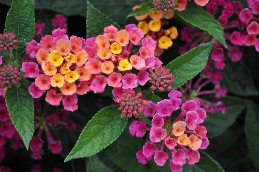 2017 Colorado State University Field Trials