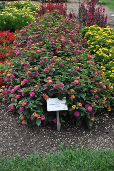 2017 Colorado State University Field Trials