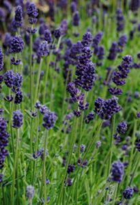 2017 Green Leaf Plants Field Trials