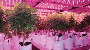 Cannabis Industry Chasing a Moving Target Post-COVID