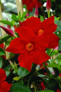 2017 D.S. Cole Growers Field Trials