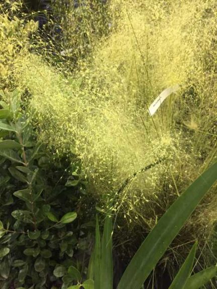 Muhlenbergia capillaris ‘White Cloud’ (J&R Nursery LLC)