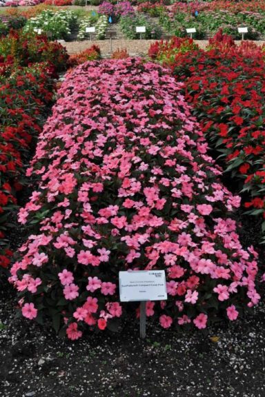 2017 Colorado State University Field Trials