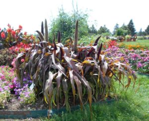 2017 Cornell University Field Trials