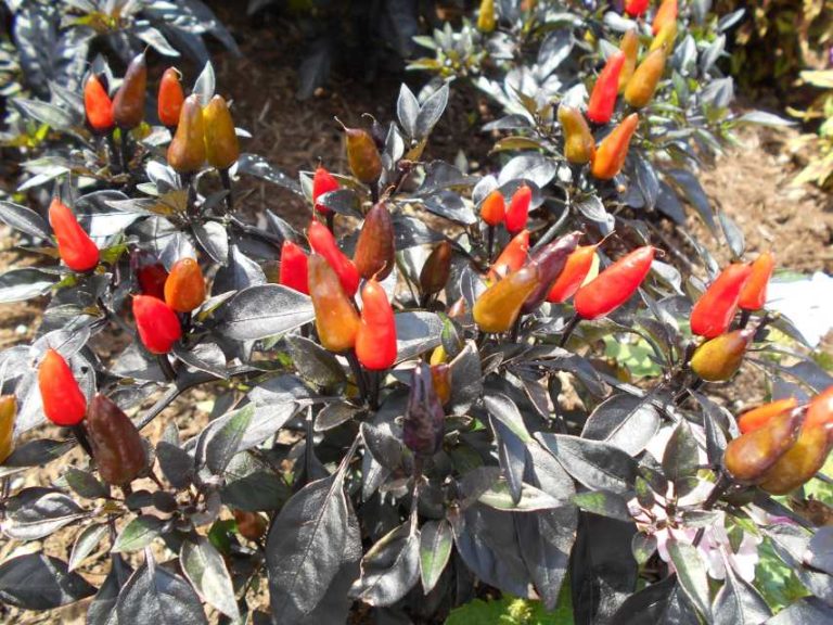 2017 Cornell University Field Trials