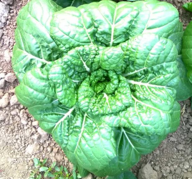 Pak Choi ‘Asian Delight’ (Seed Solutions of America)