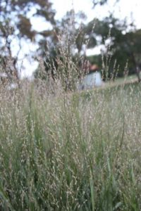 2017 Dallas Arboretum Field Trials