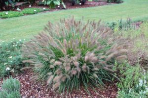 2017 Dallas Arboretum Field Trials