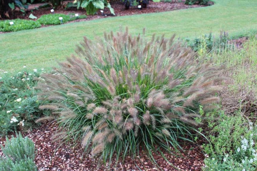 2017 Dallas Arboretum Field Trials