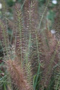 2017 Dallas Arboretum Field Trials