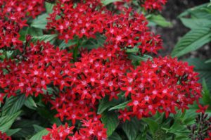 2017 Colorado State University Field Trials