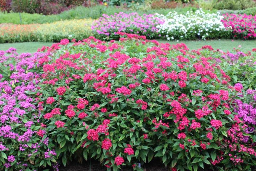 2017 Dallas Arboretum Field Trials