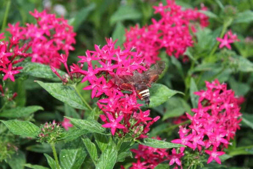 2017 Dallas Arboretum Field Trials