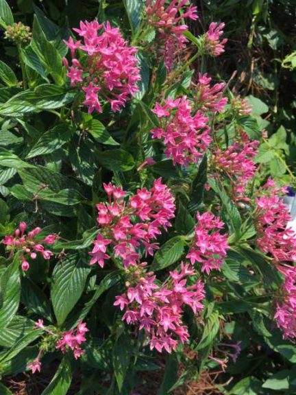 2017 Louisiana State University Field Trials
