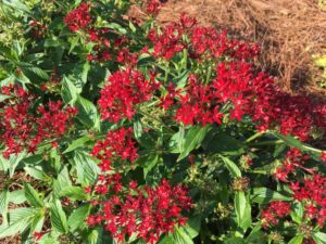 2017 Louisiana State University Field Trials