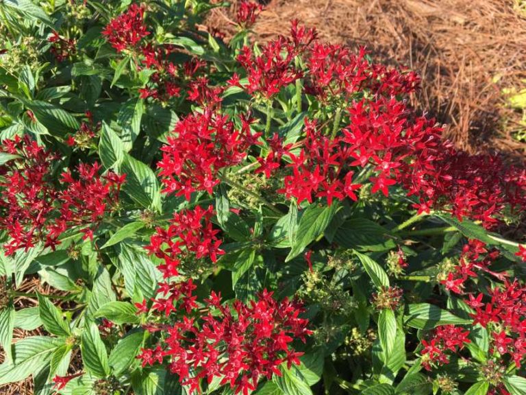 2017 Louisiana State University Field Trials