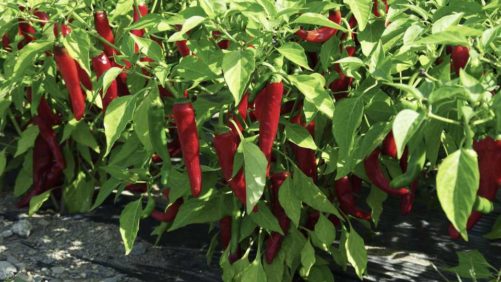 Presenting All-America Selections’ Latest Round of Award-Winners