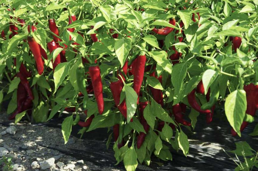 Pepper Cayenne ‘Red Ember’ (Johnny’s Selected Seeds)