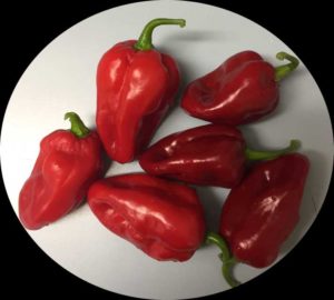 Pepper Habanero ‘Roulette’ (Monsanto/Seminis Home Garden)