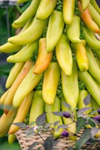 Pepper Hungarian ‘Mexican Sunrise’ (Seeds by Design)