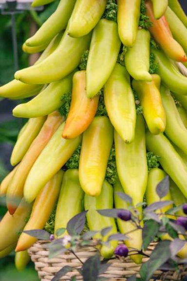 Pepper Hungarian ‘Mexican Sunrise’ (Seeds by Design)