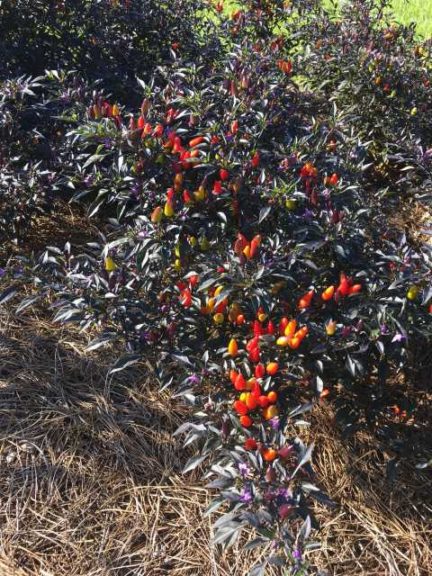 2017 Louisiana State University Field Trials