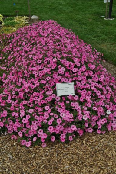 2017 Colorado State University Field Trials