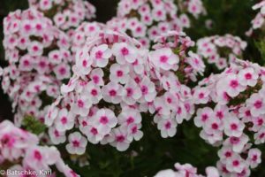 2017 Green Leaf Plants Field Trials