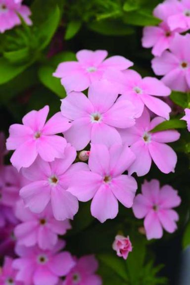 2017 D.S. Cole Growers Field Trials