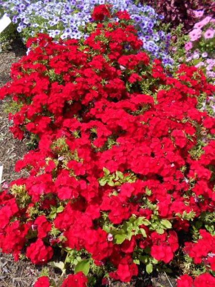 2017 Cornell University Field Trials