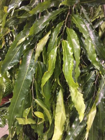 Polyalthia longifolia ‘Pendula’ (MB Palms)