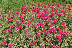 2017 Dallas Arboretum Field Trials