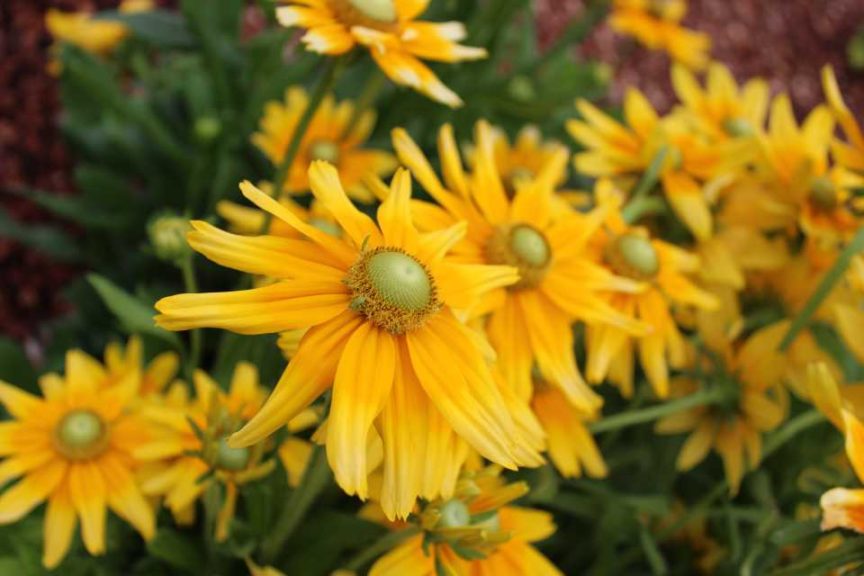 2017 Dallas Arboretum Field Trials