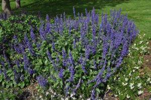 2017 Colorado State University Field Trials