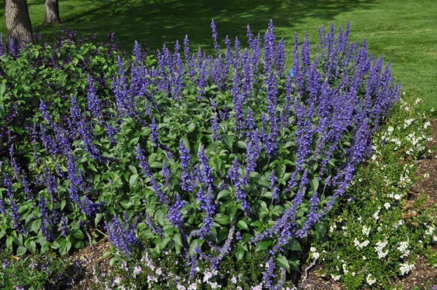 2017 Colorado State University Field Trials