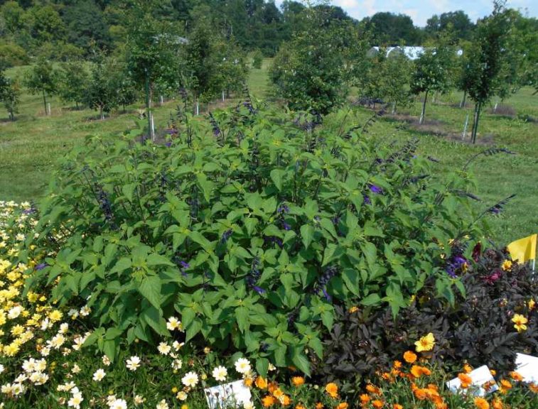 2017 Cornell University Field Trials