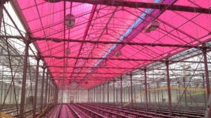 Smart Solar Greenhouses Designed to Generate Energy and Improve Plant Growth