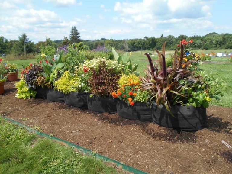 2017 Cornell University Field Trials