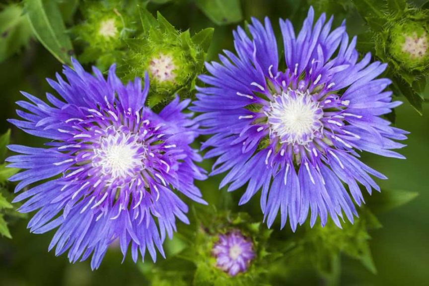 2017 Green Leaf Plants Field Trials