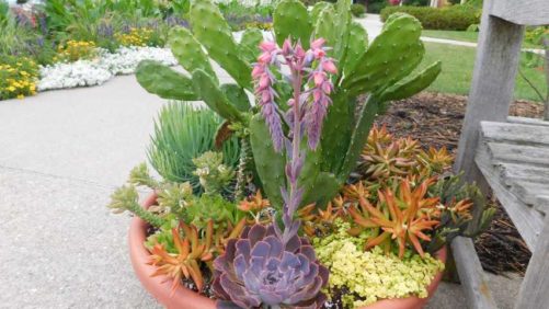 Why Bacterial Soft Rot Is Causing the Death of Succulents