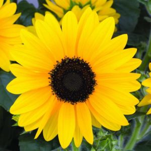 2017 D.S. Cole Growers Field Trials