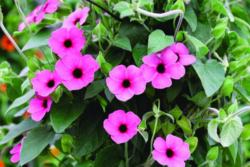 2017 D.S. Cole Growers Field Trials