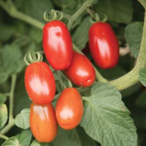 Tomato ‘Valentine’ (Johnny’s Selected Seeds)