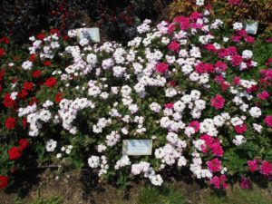 2017 Cornell University Field Trials