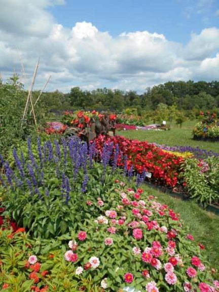 2017 Cornell University Field Trials