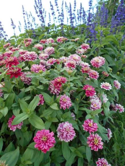 2017 Cornell University Field Trials